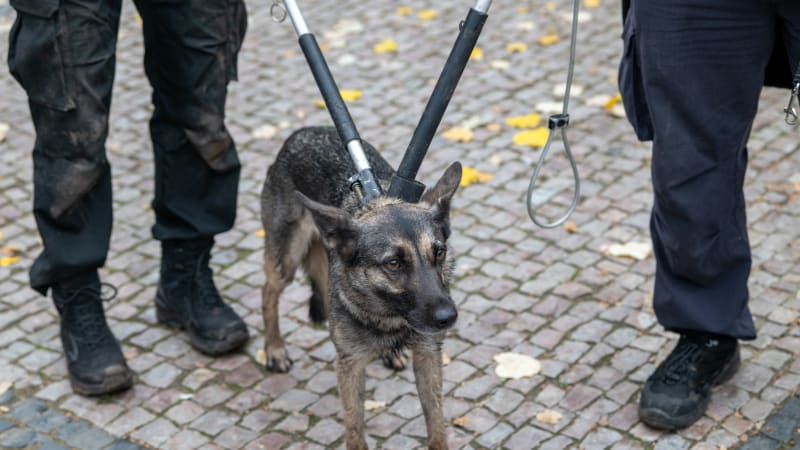 „Metrouš“ je doma, majitelka zaplatila 700 korun. Štěně na šest hodin zastavilo dopravu v Praze