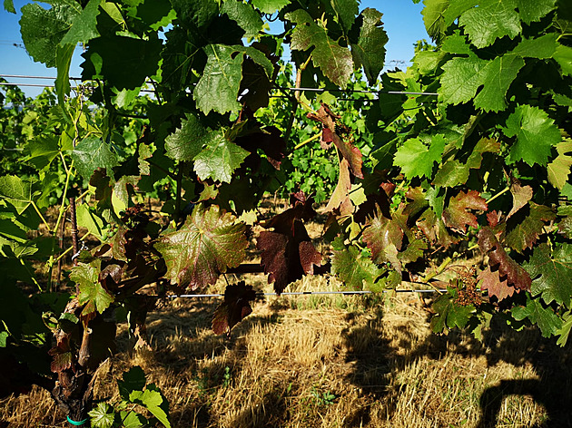 Čeští vinaři se bojí zavlečení devastující choroby, dokáže zničit celou úrodu