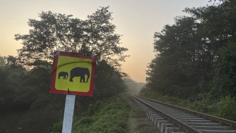 Tragédie na železnici: Vlak najel v Indii do stáda slonů a vykolejil. Několik zvířat uhynulo