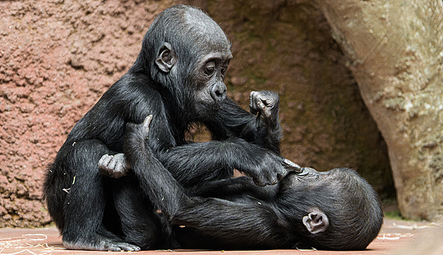 VIDEA ROKU: Máme rádi zvířata, protože jsou chlupatá! Ve volné přírodě i v zoo