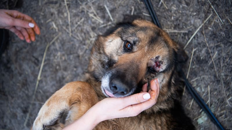 Muž v Brně brutálně bil psa. Video koluje na sociálních sítích, šokovaní lidé hledají majitele