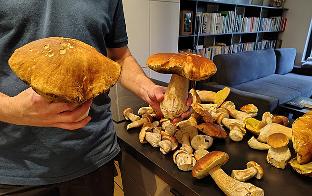 Tak co, už u vás rostou? Pochlubte se svými houbařskými úlovky