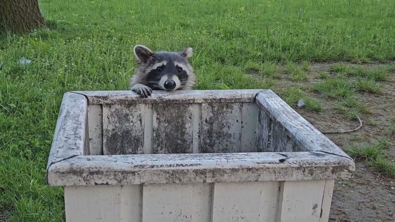 Za medvídkem mývalem nemusíte do zoo, stačí jít na Žižkov. Invazivní druh se objevil v Praze
